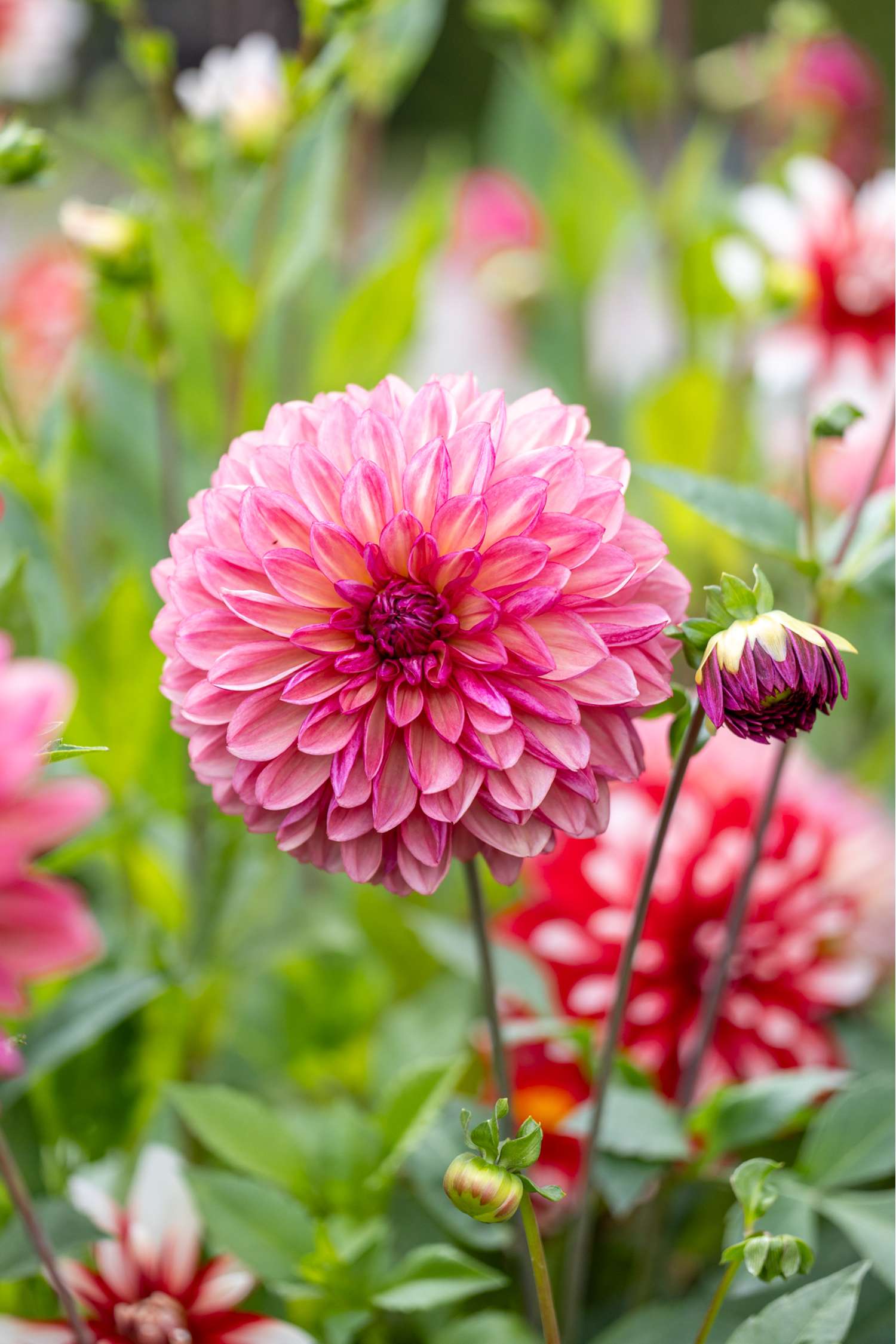 Dahlia 'Bacardi'